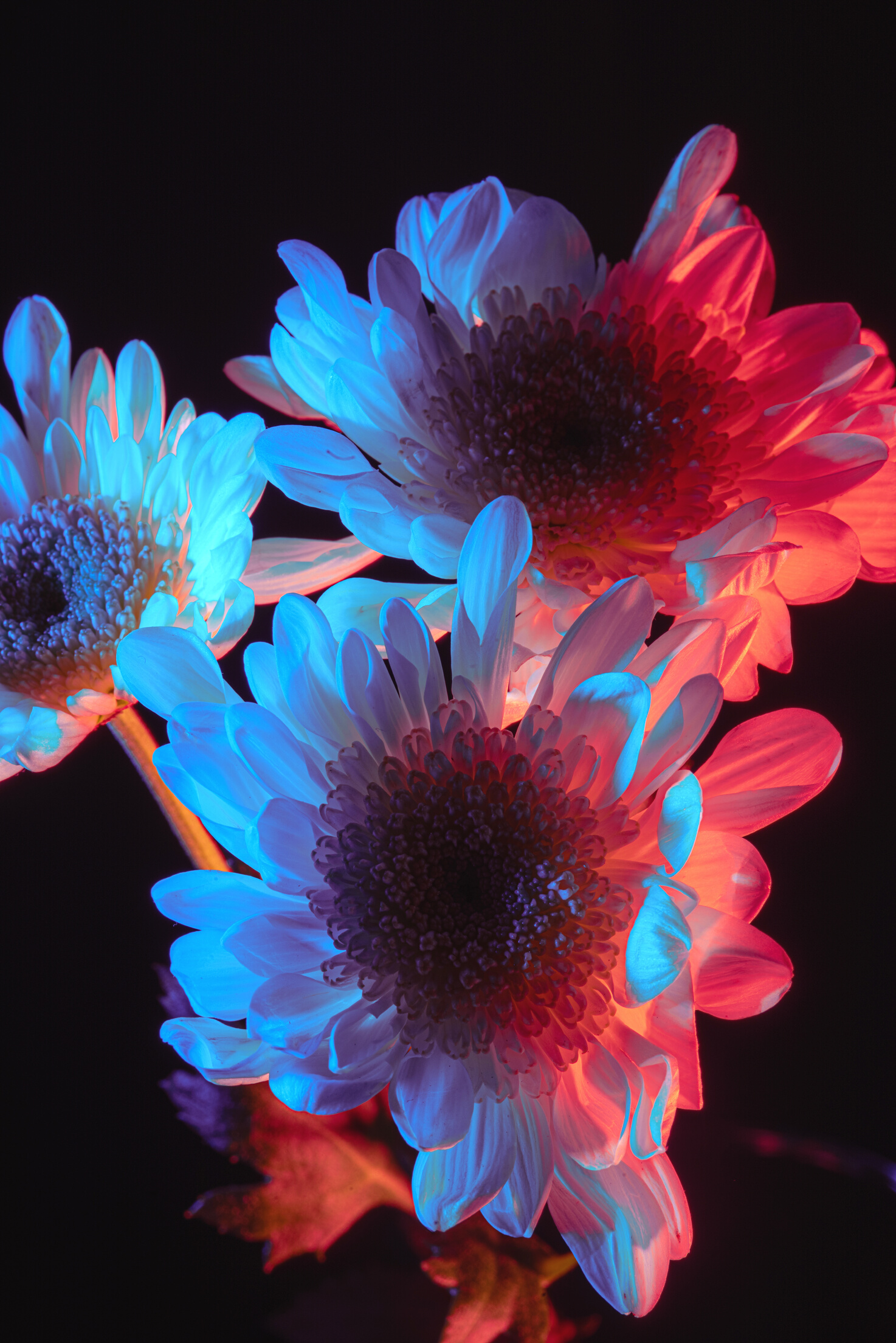Blooming Neon Flowers
